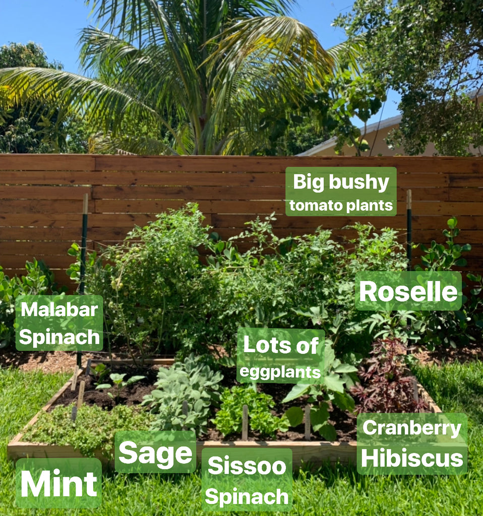 Virtual Workshop: Introduction to Veggie Gardening in South Florida - Video 1: Fall