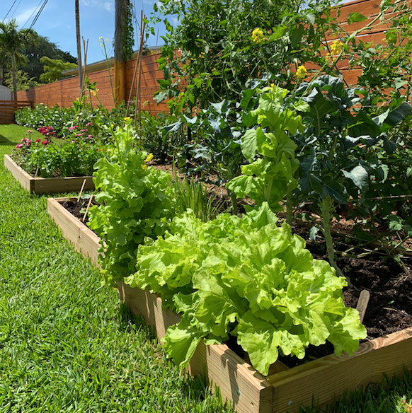 Virtual Workshop: Introduction to Veggie Gardening in South Florida - Video 1: Fall