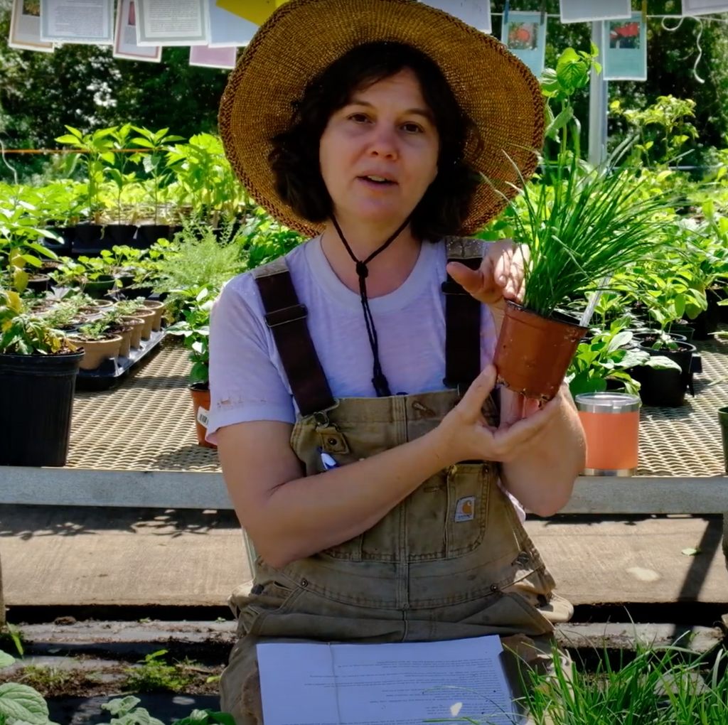 Virtual Workshop: Introduction to Veggie Gardening in South Florida - Video 3: Spring