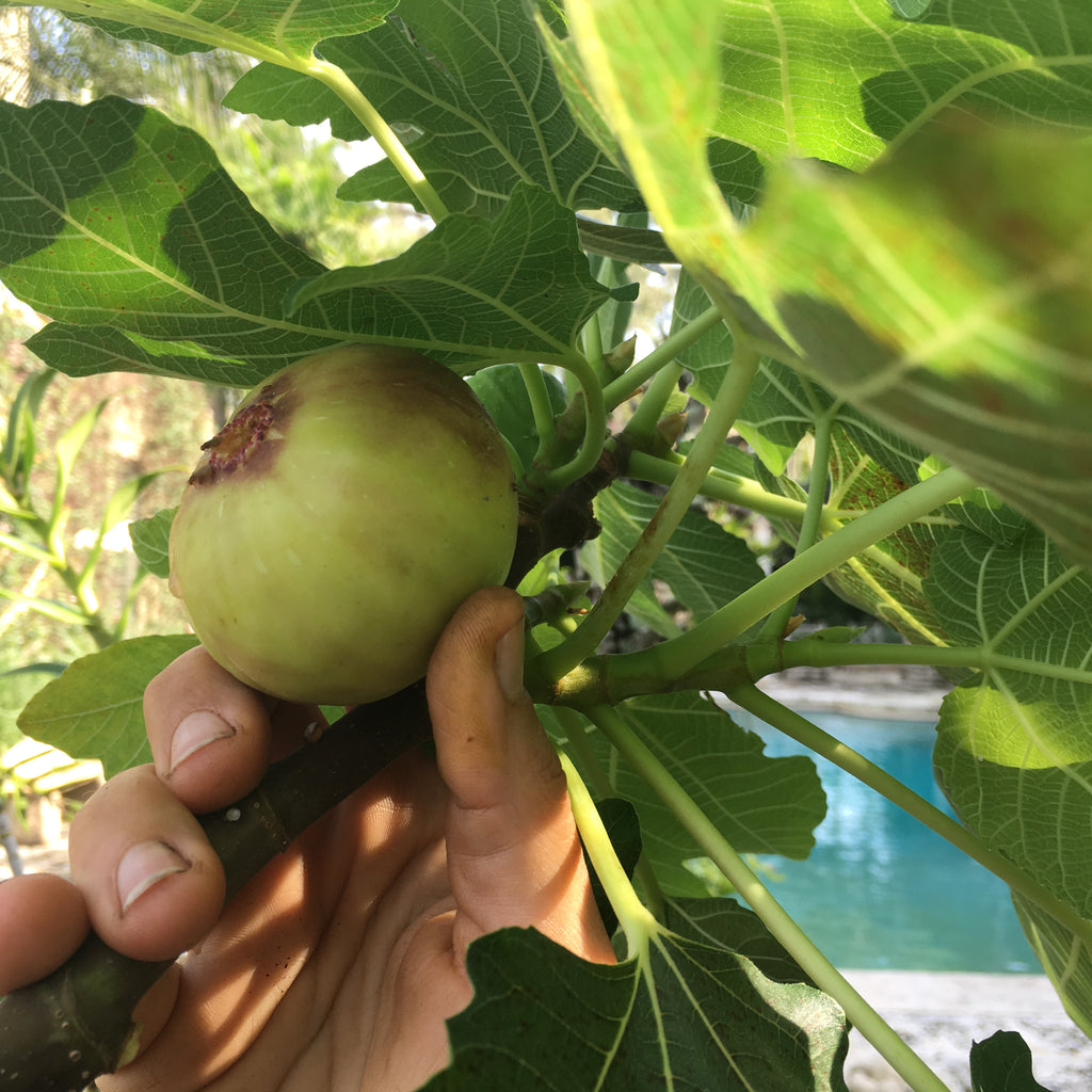 ansvar deadline gøre det muligt for Brown Turkey Fig Tree 3 gallon | Little River Cooperative