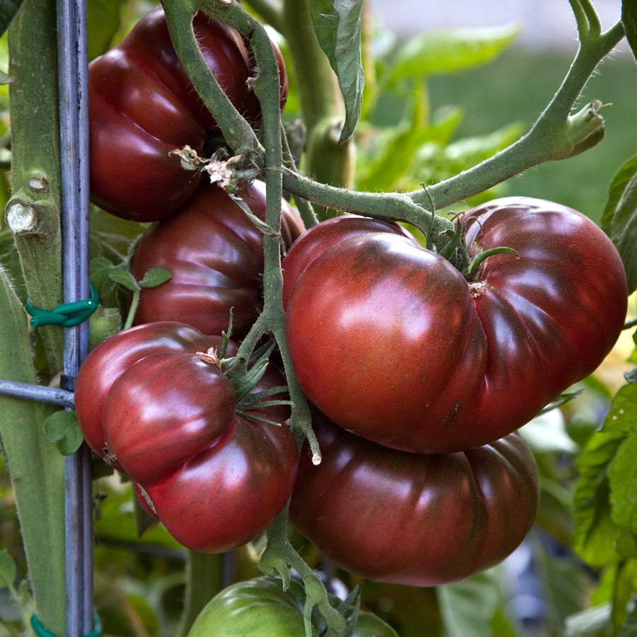 Black Krim Slicing Tomato