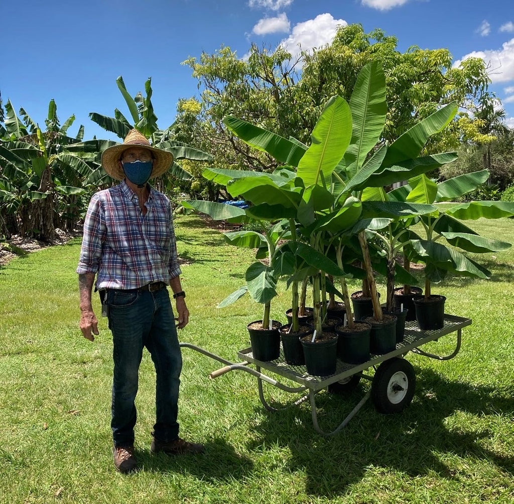 Banana Plant - assorted varieties - 2 gallon