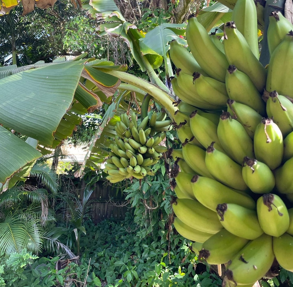 Banana Plant - assorted varieties - 2 gallon