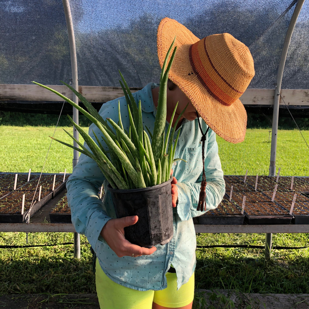 Aloe Vera - 1 gallon plant