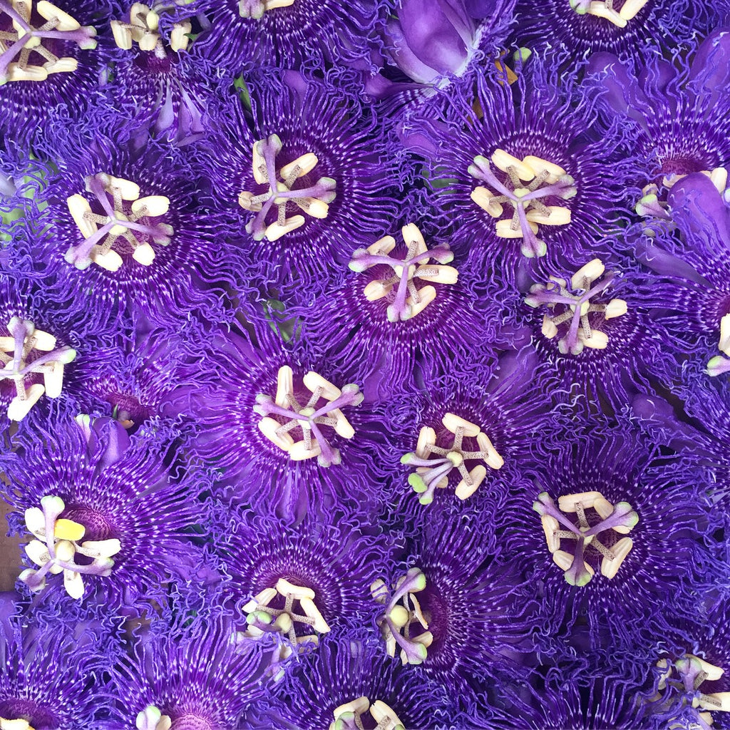 Purple Passionfruit Vine (Passiflora edulis) 20 seeds