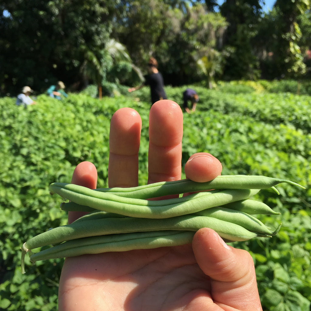 Provider Green Bush Bean Seed Packet