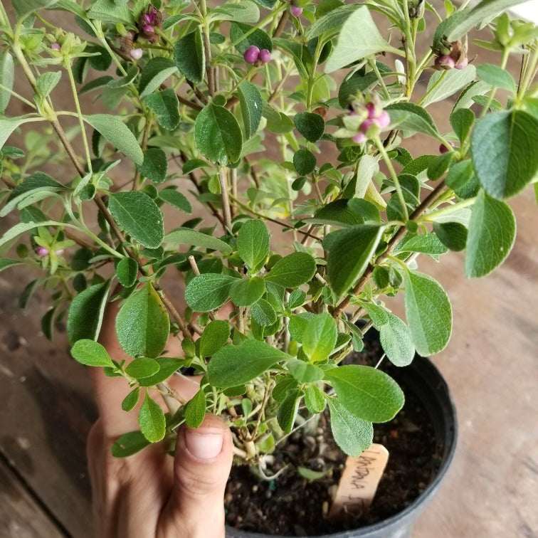 Native Lantana 3 gallon plant