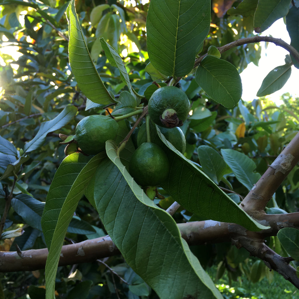 Ruby Supreme Guava Tree 3 gallon