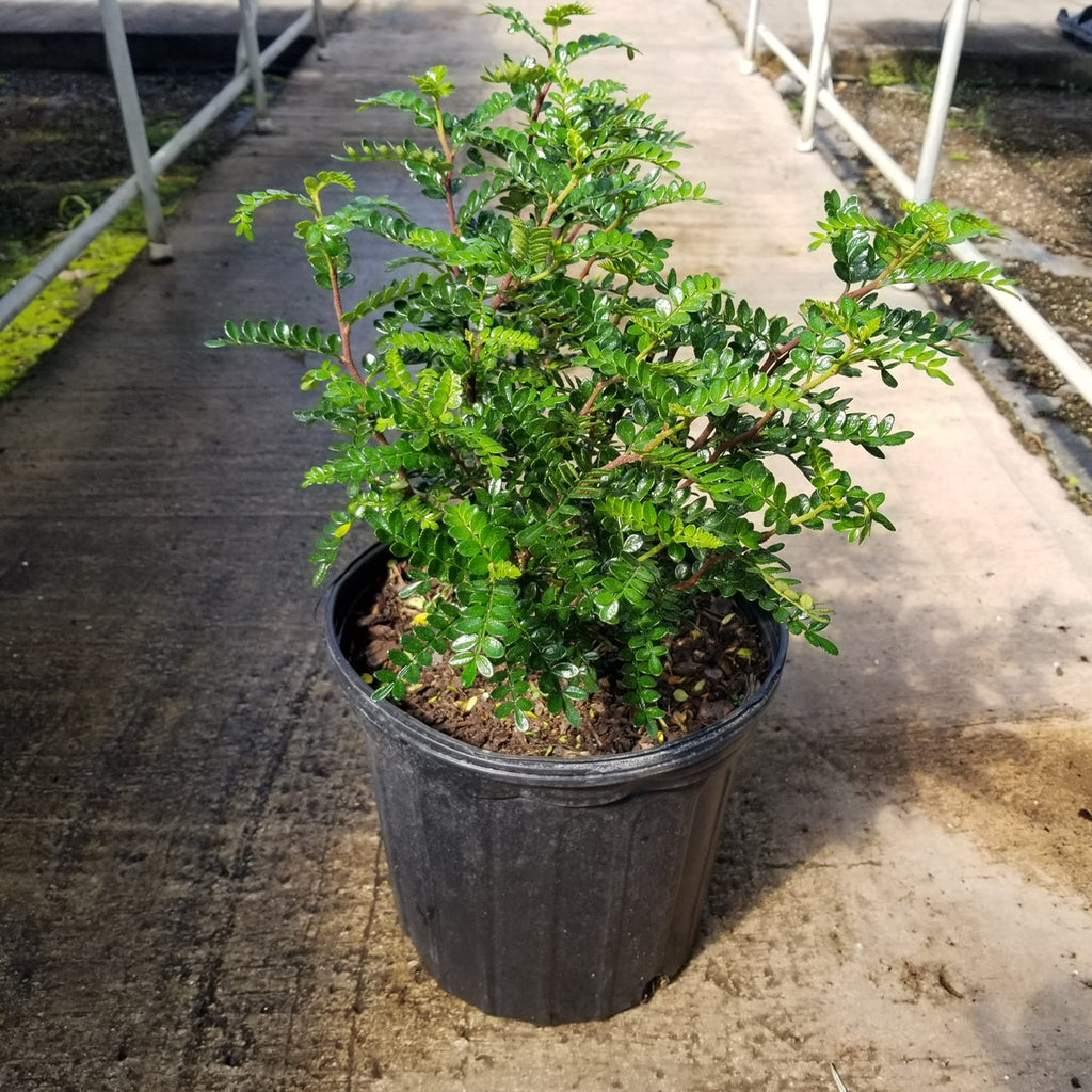 Chinese Pepper Tree aka Kinome Leaf - 3 gallon plant