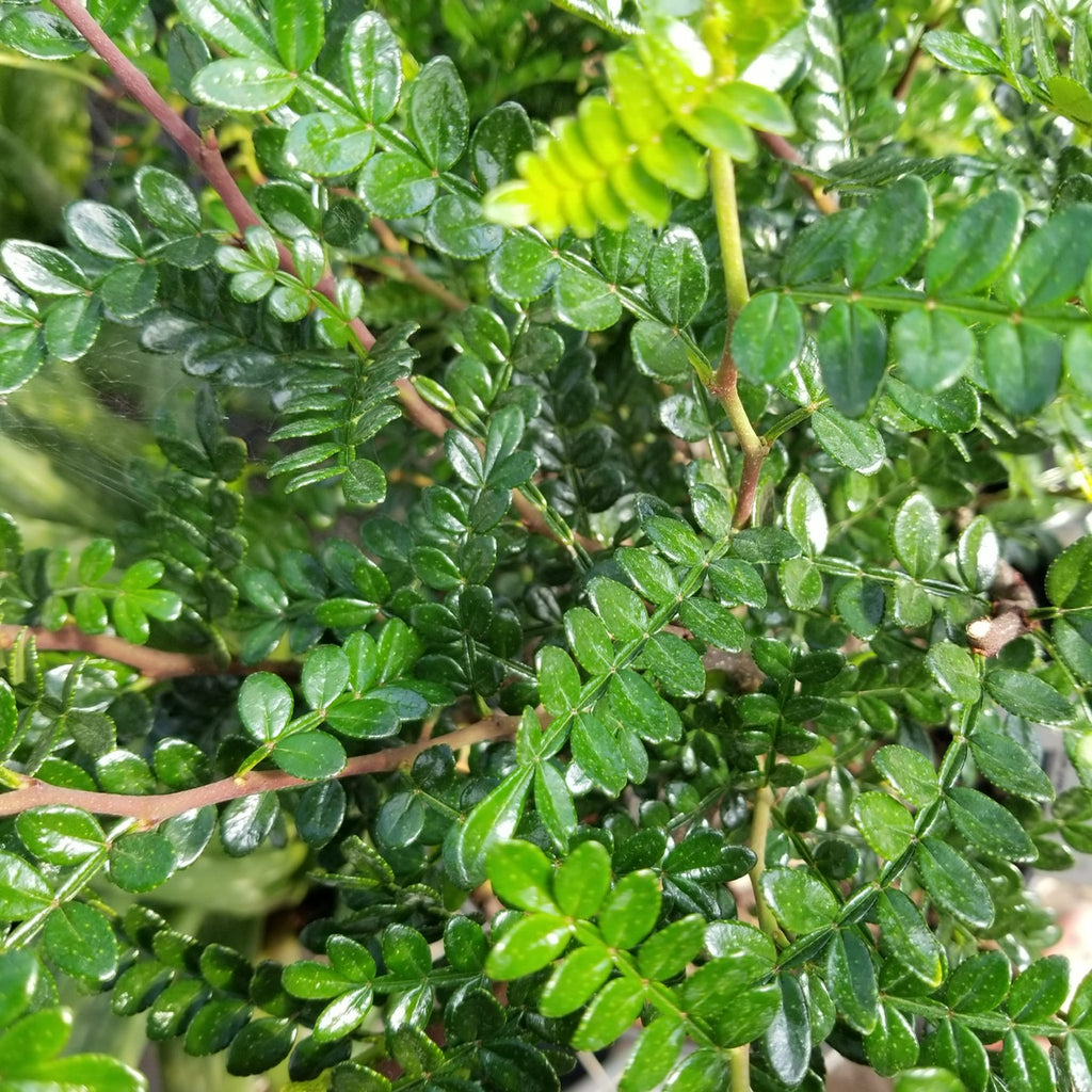 Chinese Pepper Tree aka Kinome Leaf - 3 gallon plant