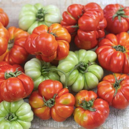 Costoluto Genovese, medium size Tomato