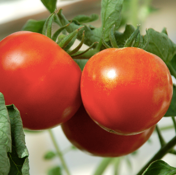 Kewalo Slicer Tomato