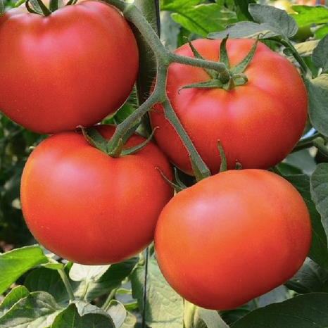 Homestead 24 large Tomato