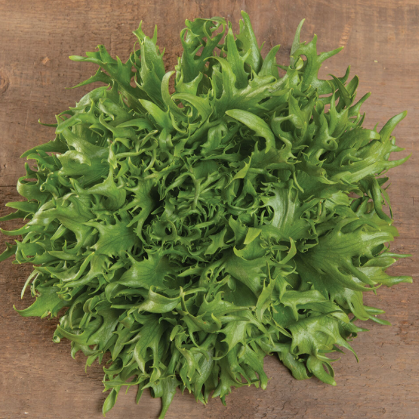 Green Frisygo Salanova Lettuce