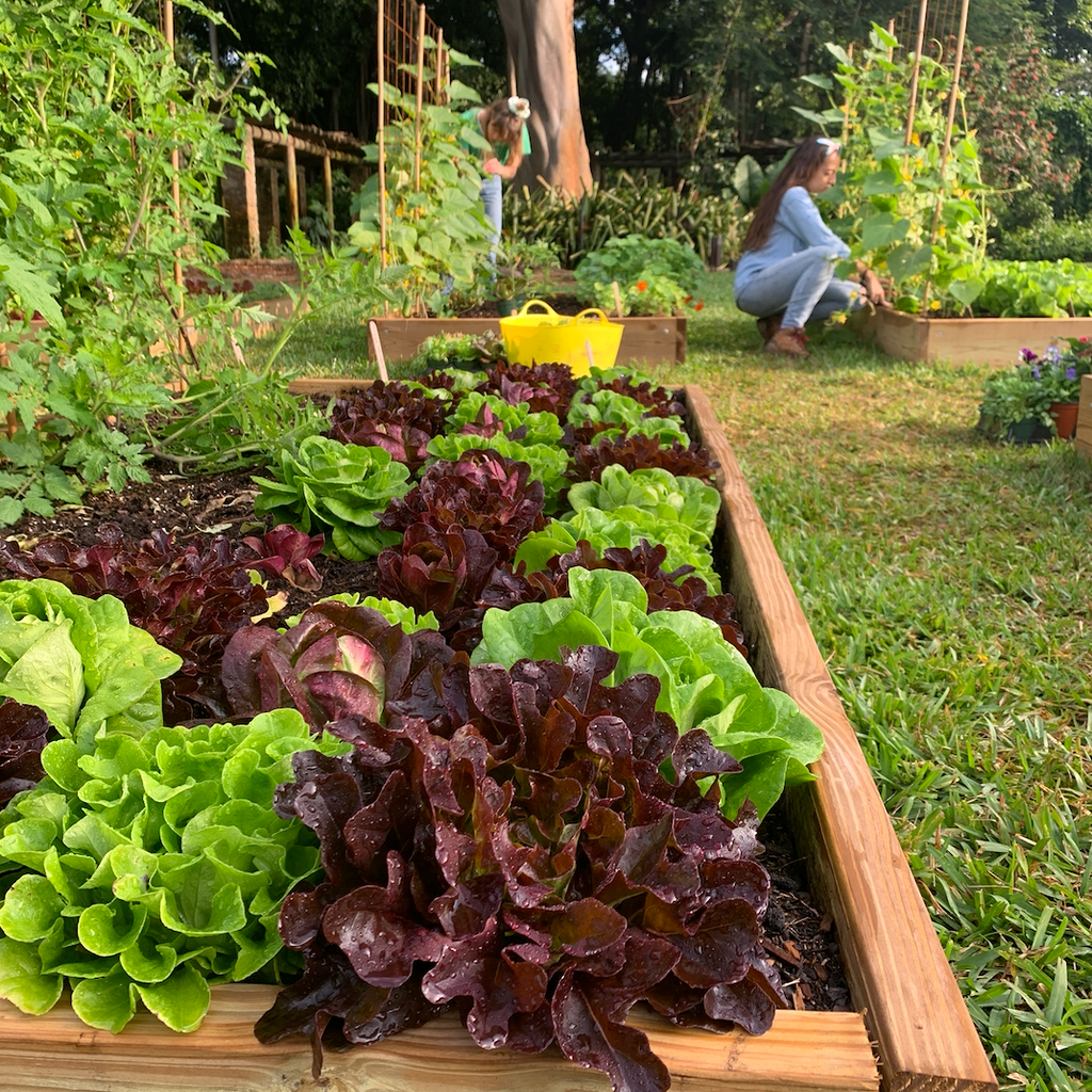 Introduction to WINTER Veggie Gardening in South Florida - In Person Workshop, Saturday January 27th