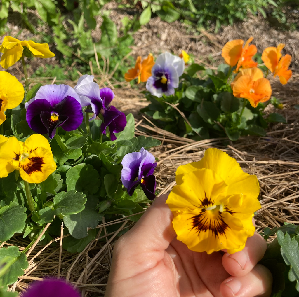 Assorted Pansy