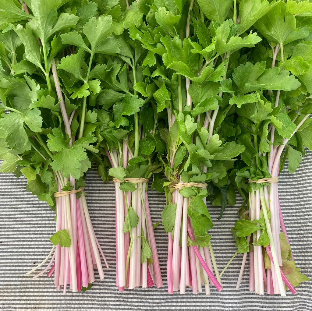 Pink Cutting Celery