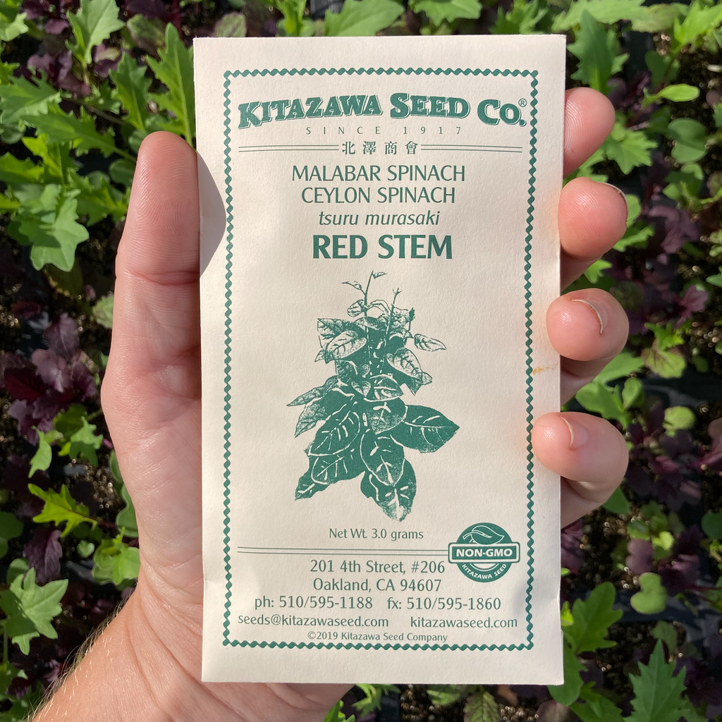 Red Malabar Spinach Seed