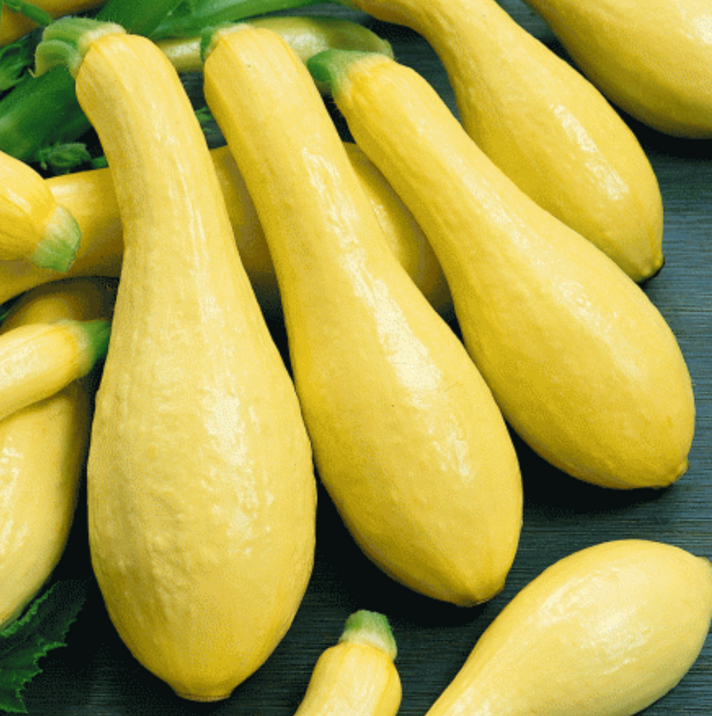 Early Prolific Straightneck Summer Squash Seed Packet