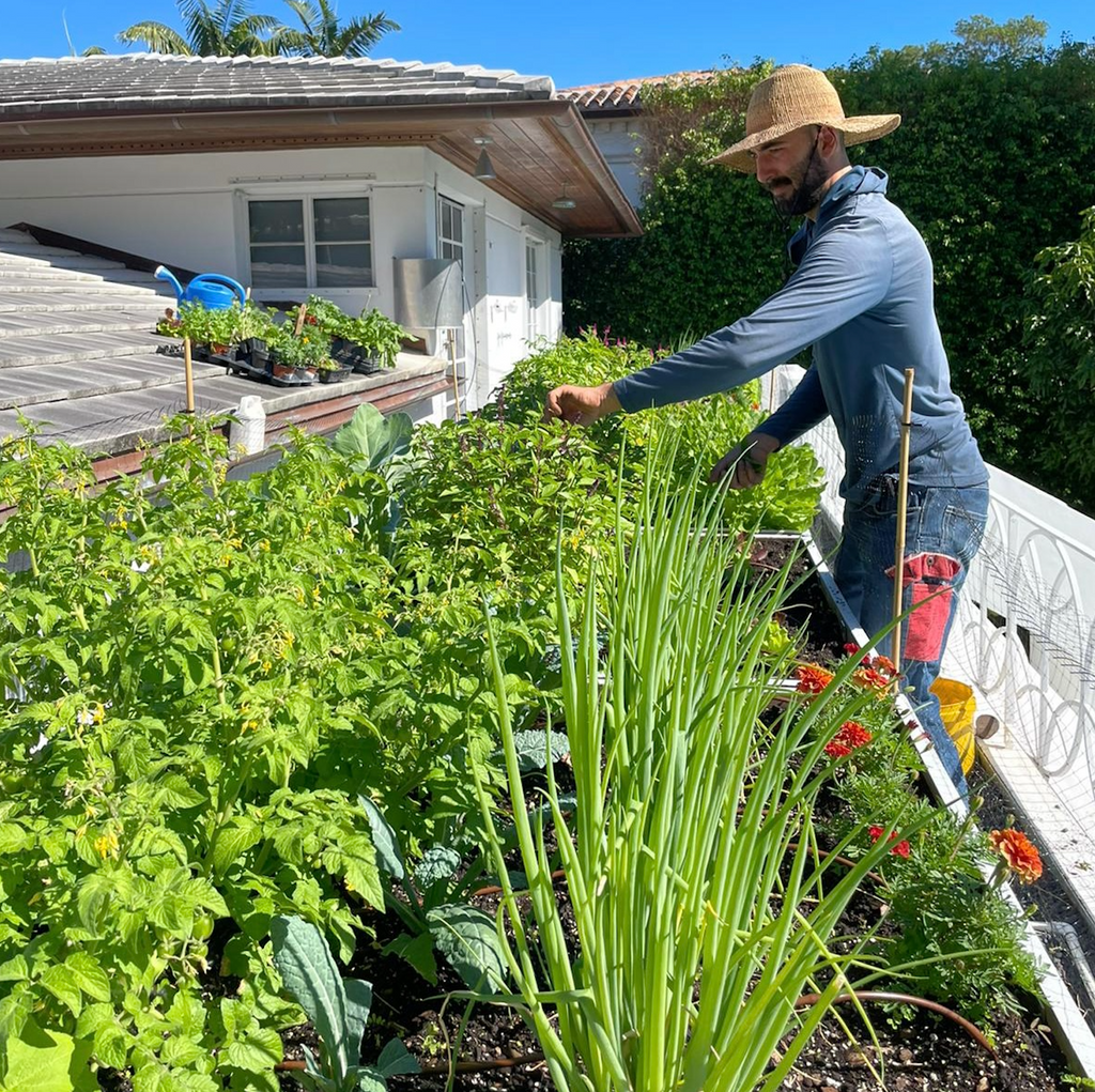 Introduction to WINTER Veggie Gardening in South Florida - In Person Workshop, Saturday January 27th