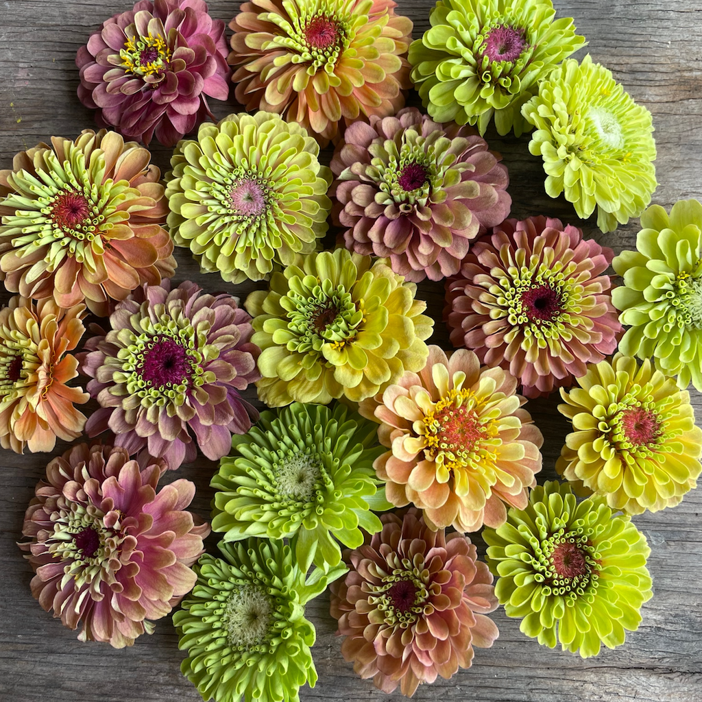Lime Zinnia Mix 6 pack