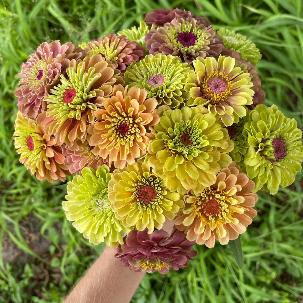 Lime Zinnia Mix 6 pack