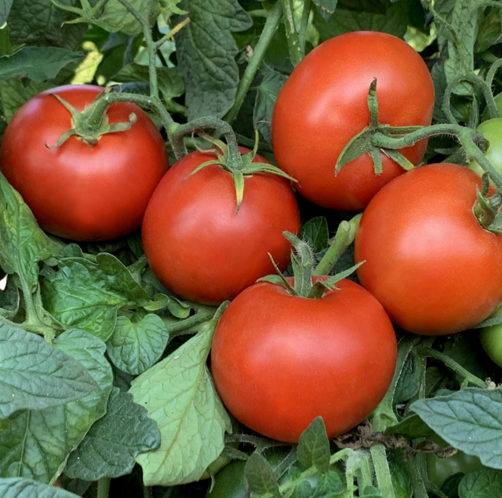 Kewalo Slicer Tomato
