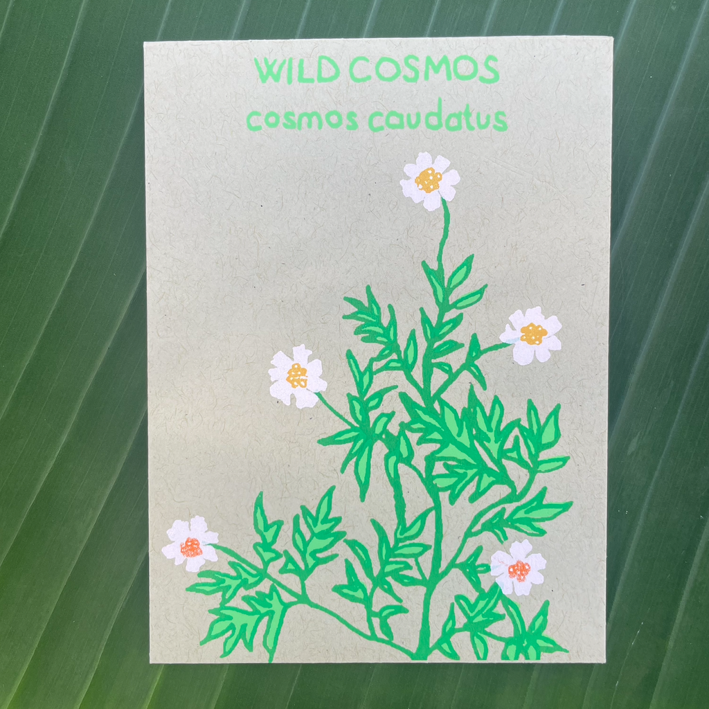 WILD COSMO (COSMO CAUDATUS) 30 SEEDS
