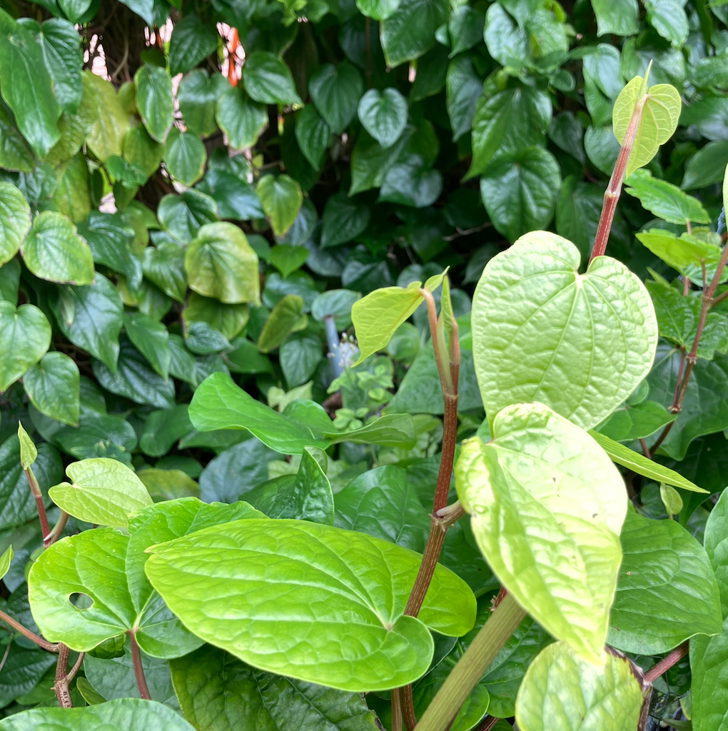 Betel Leaf Vine