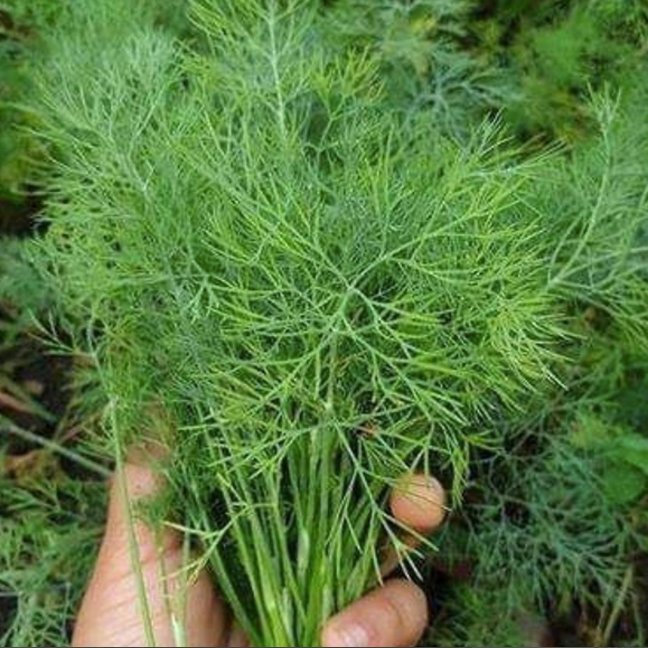 Culinary Dill Seed packet