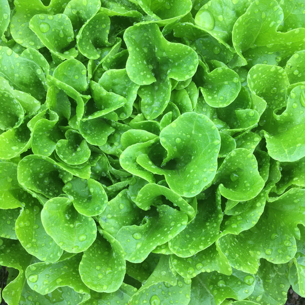 Green Oakleaf Salanova Lettuce