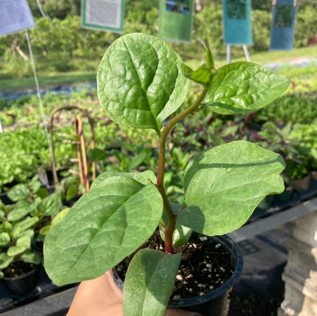 Red Malabar Spinach